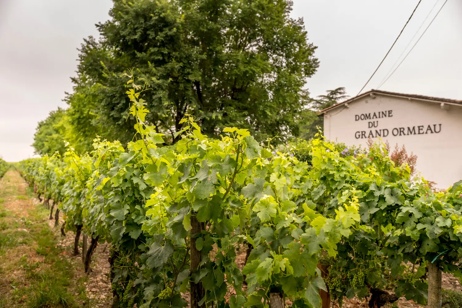 Domaine Du Grand Ormeau - Winalist