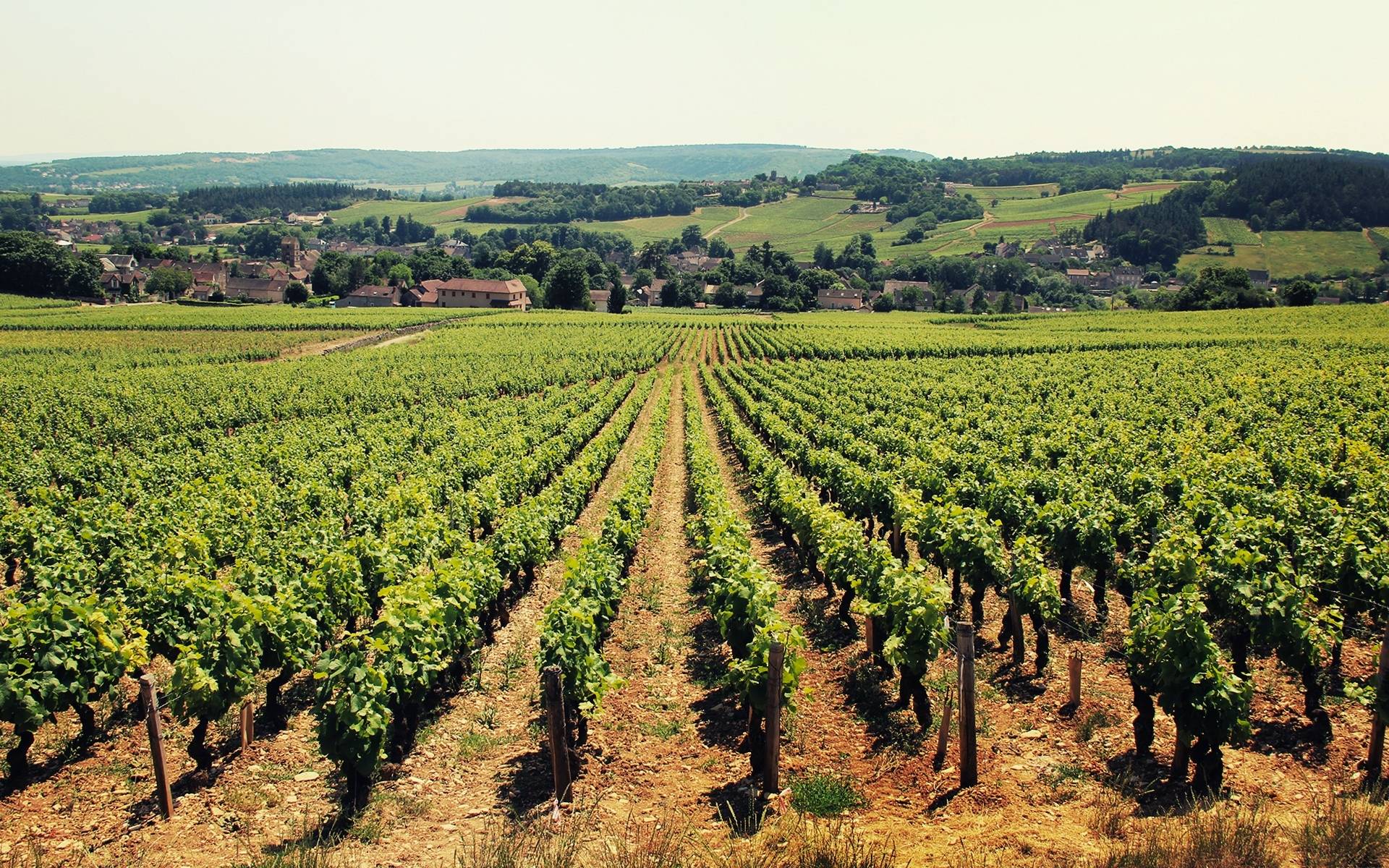 Domaine de Cardon - Winalist