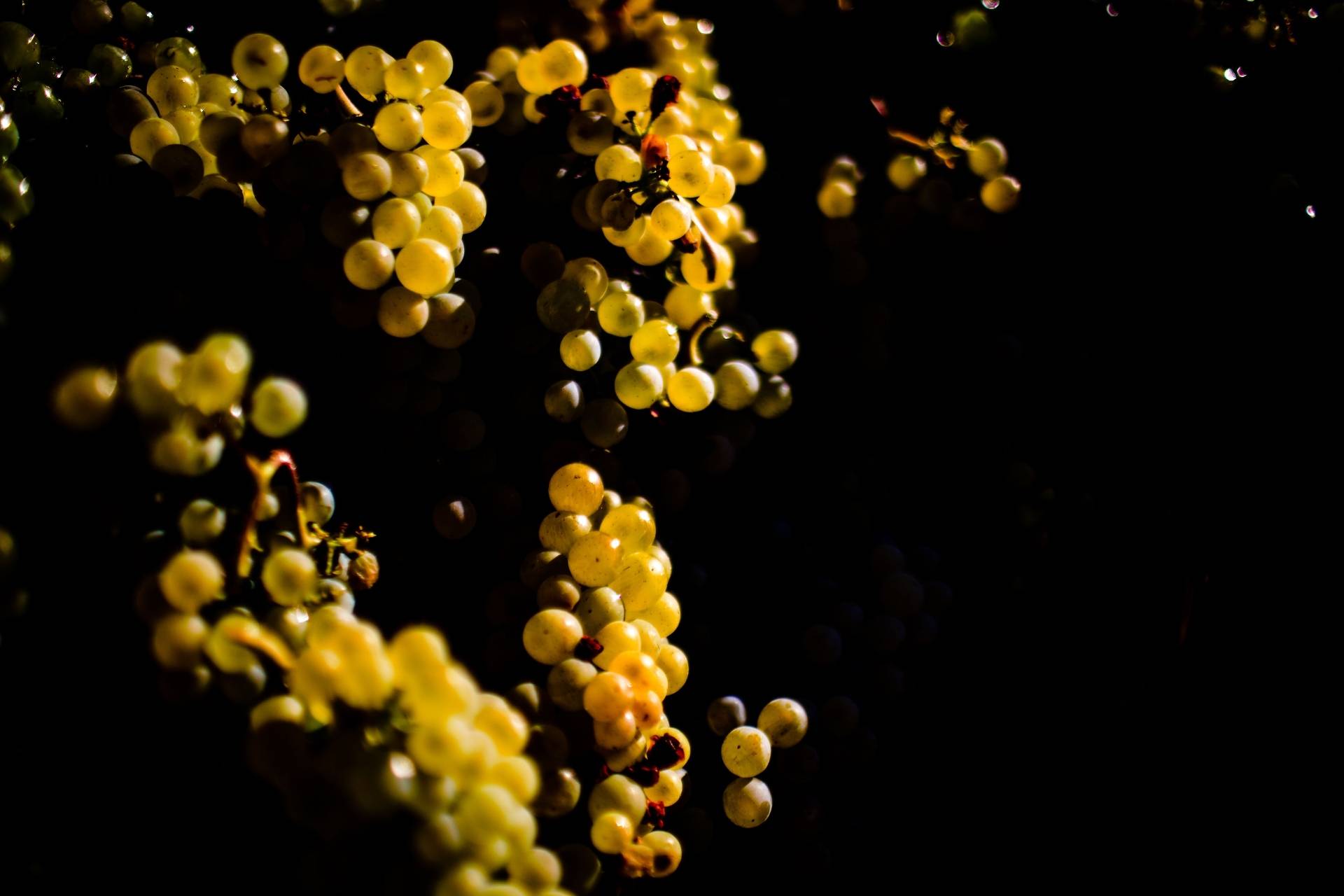 Domaine Du Beauregard - Winalist