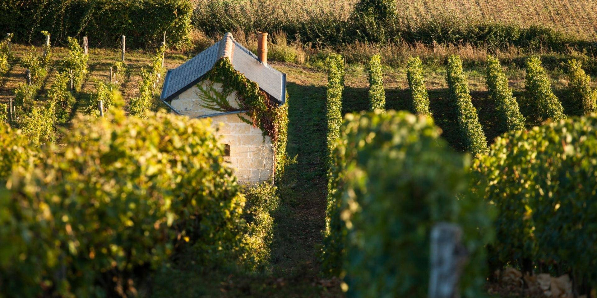 Rendez-vous Dans Les Vignes - Winalist