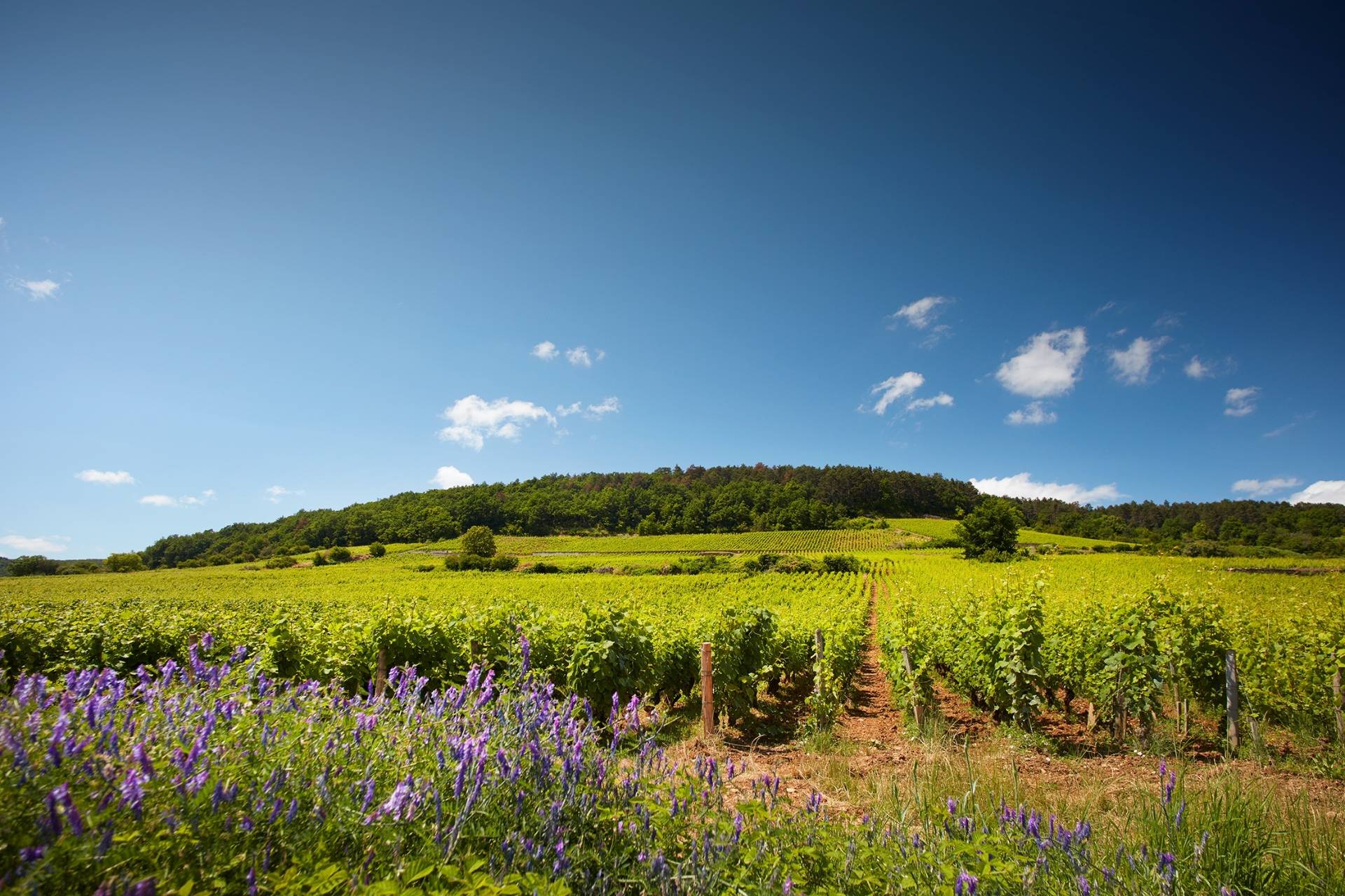 Domaine Michel Magnien  - Winalist