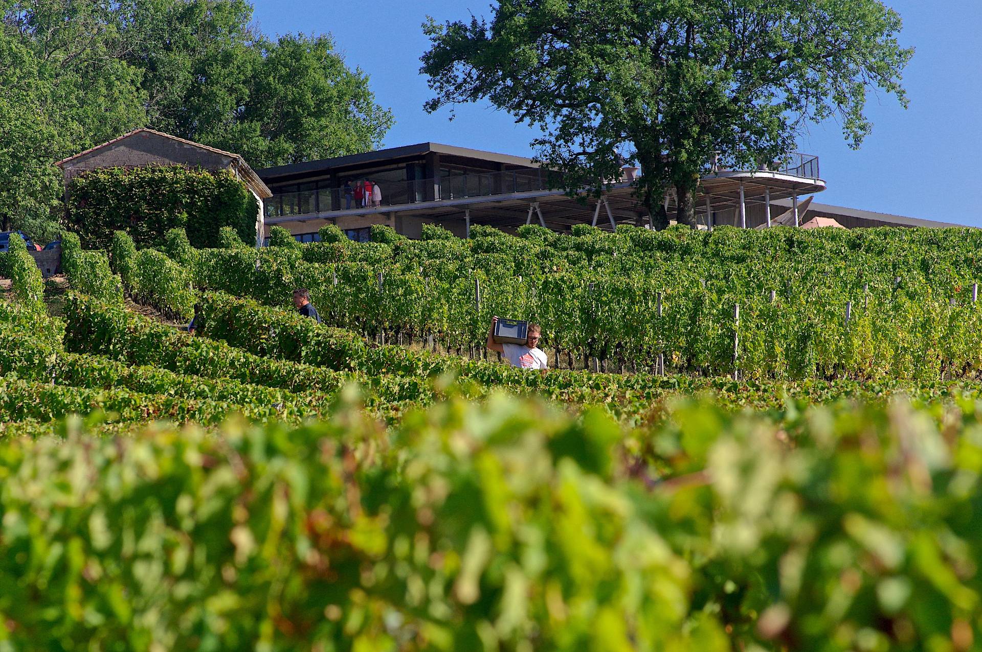 Château Réaut - Winalist