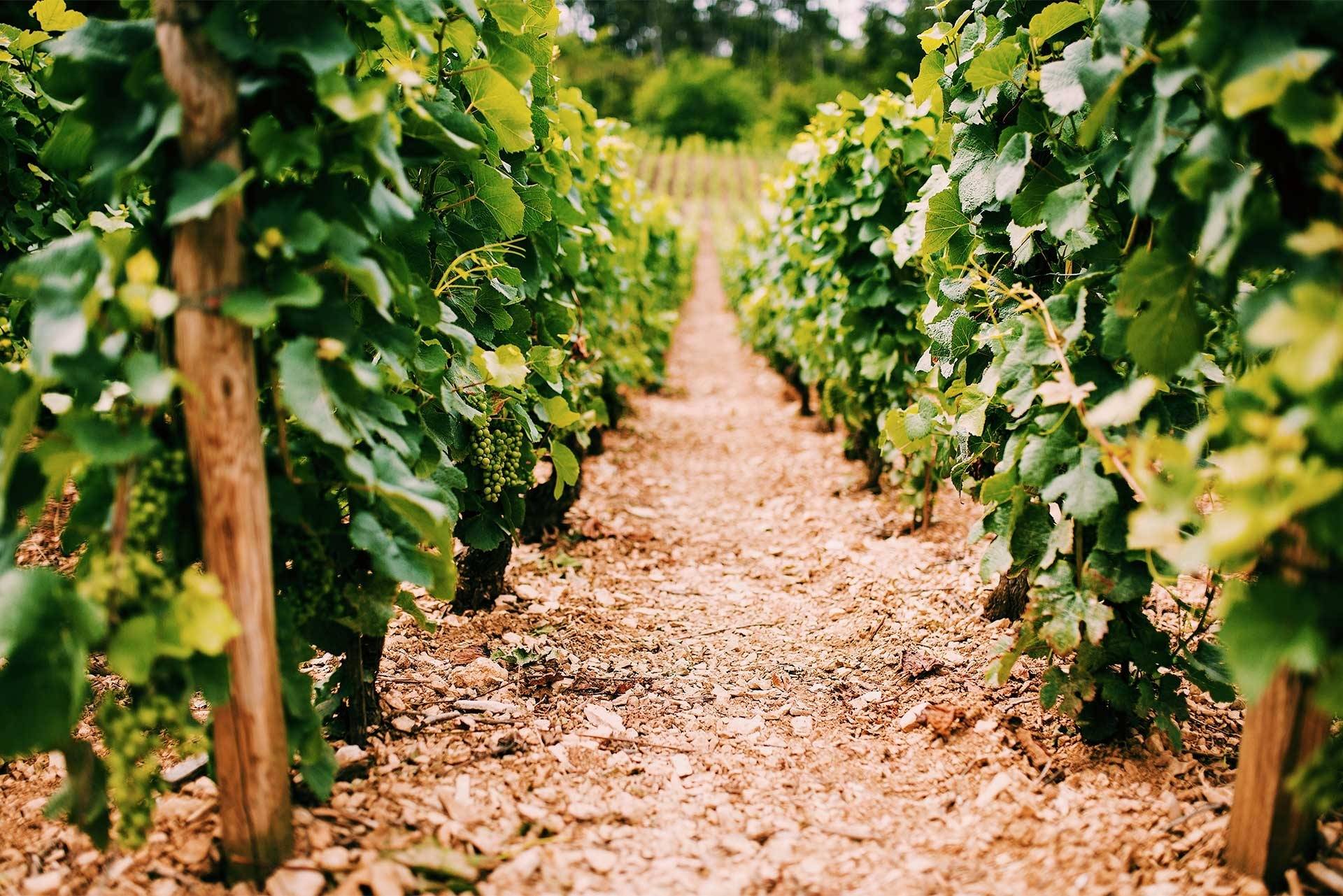 Domaine Charles Père & Fille - Winalist